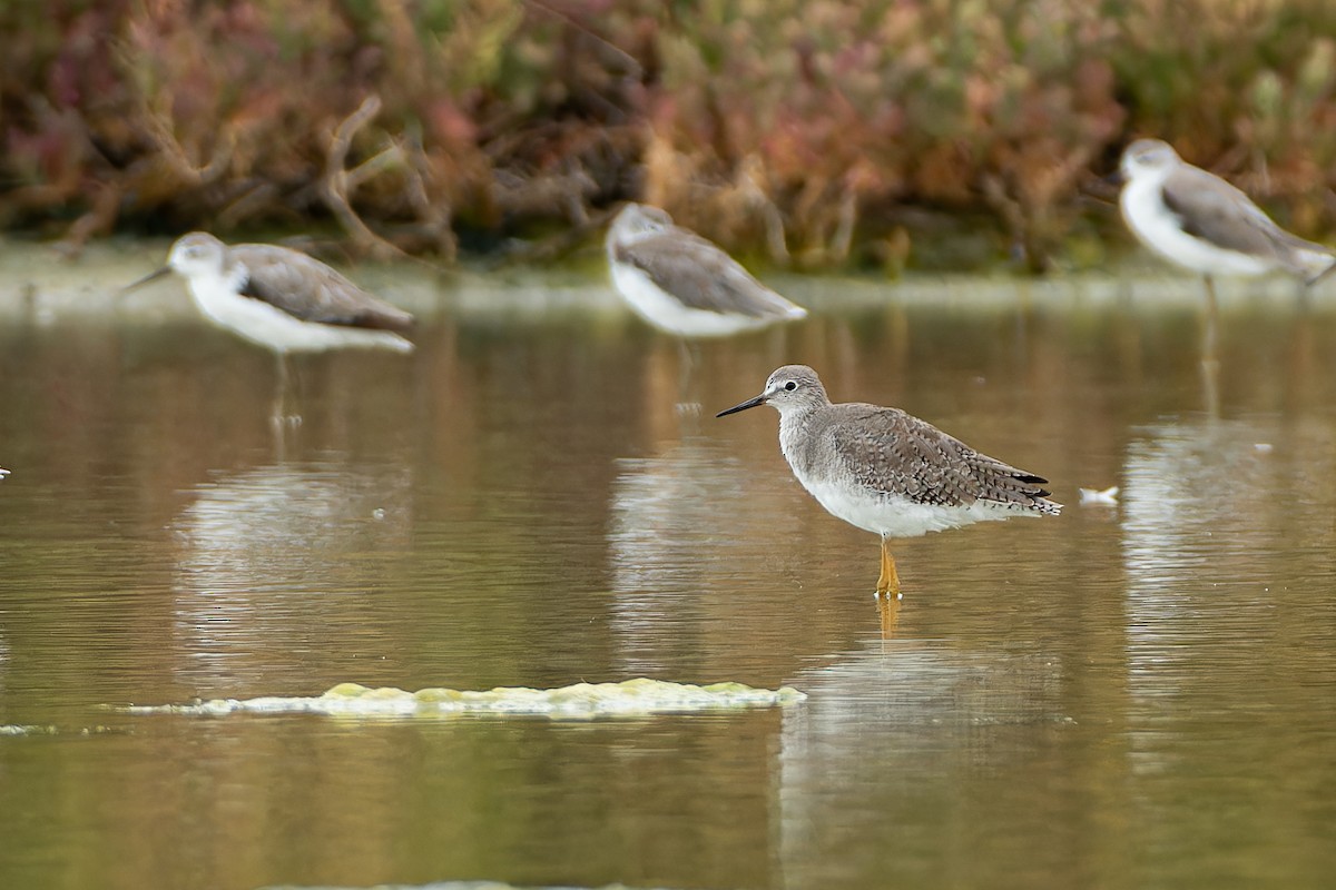 Lesser Yellowlegs - ML642474828