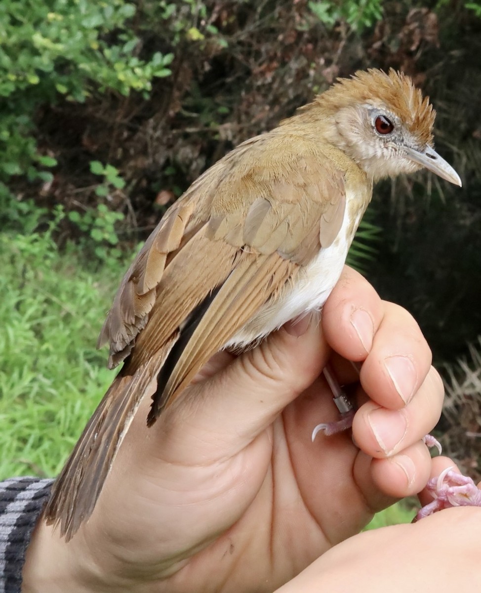 Thrush Babbler (Olive) - ML642474831