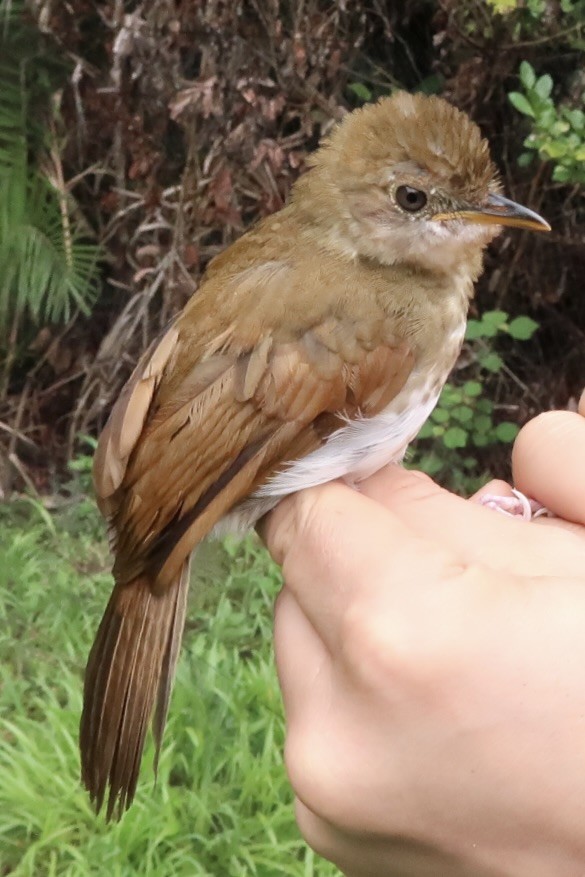 Thrush Babbler (Olive) - ML642474839