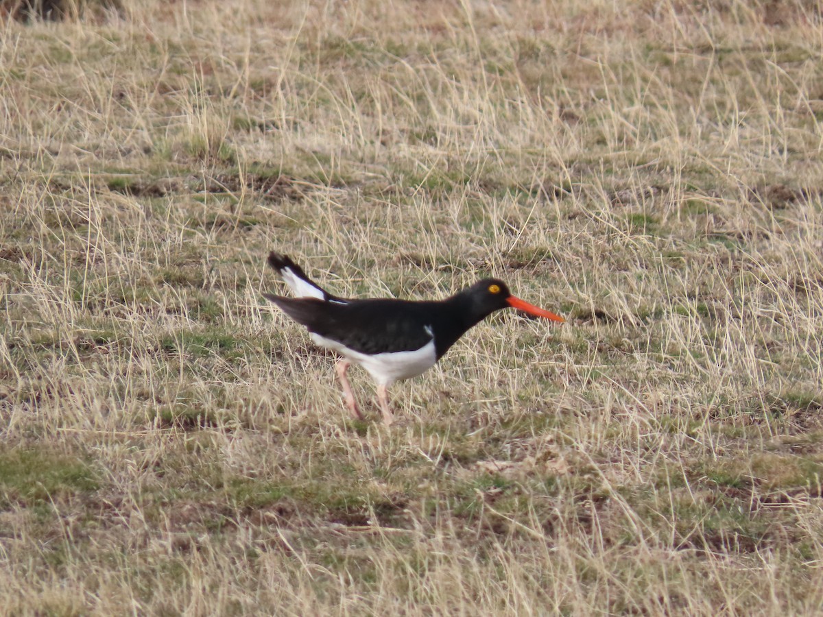 Magellanic Oystercatcher - ML642474841