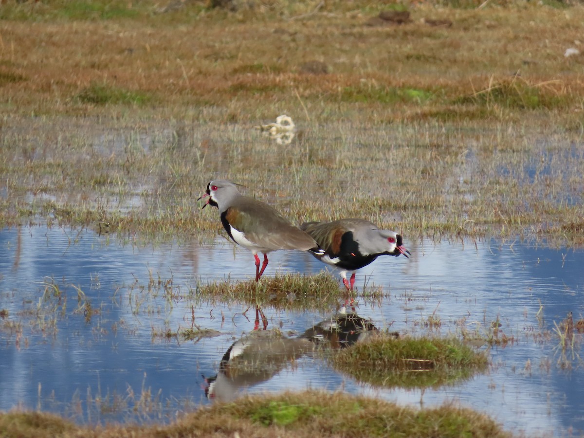 Southern Lapwing - ML642474849