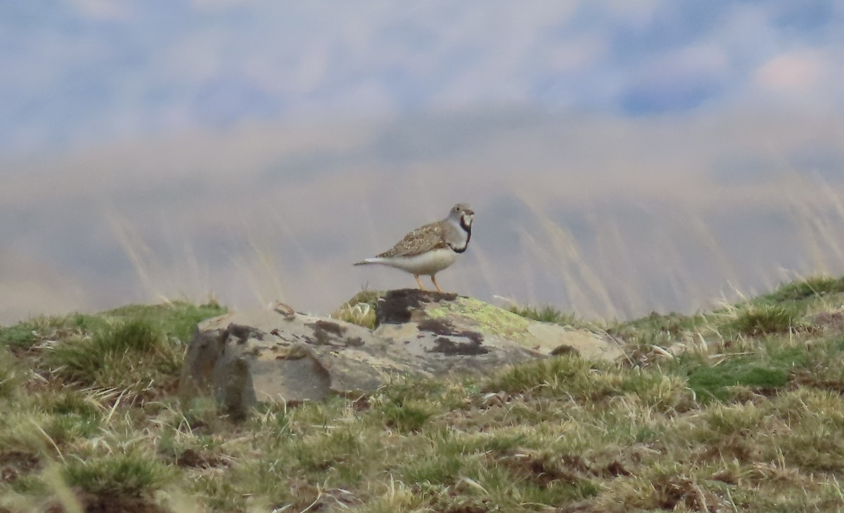 Least Seedsnipe - ML642474851