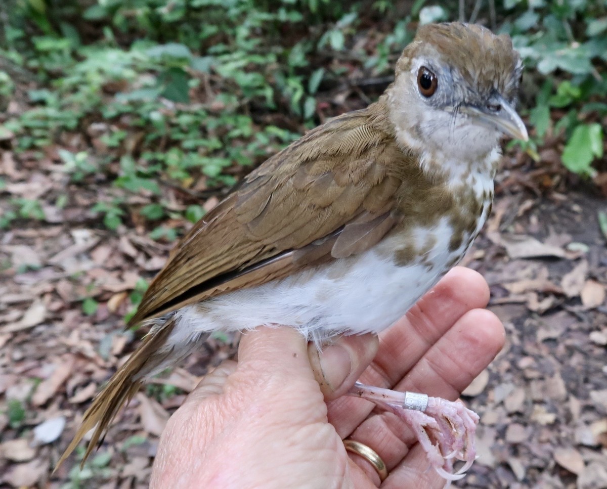 Thrush Babbler (Olive) - ML642474863