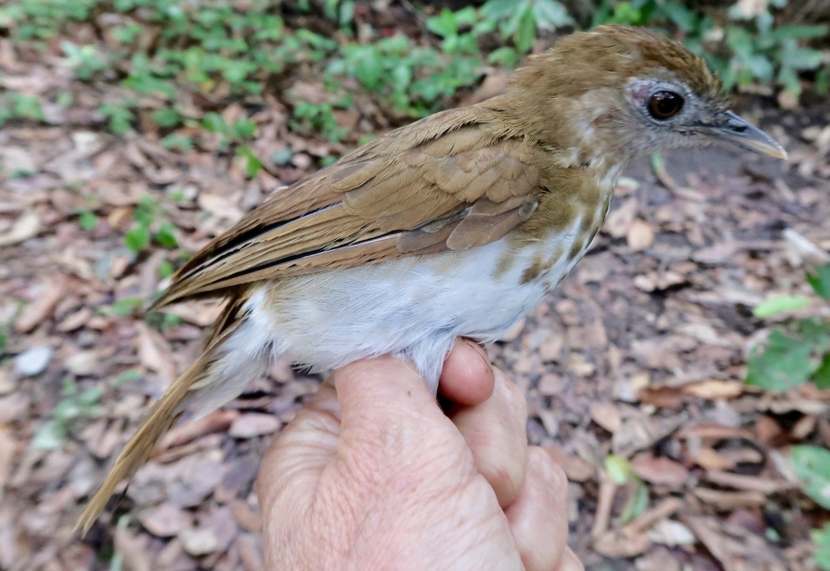 Thrush Babbler (Olive) - ML642474864