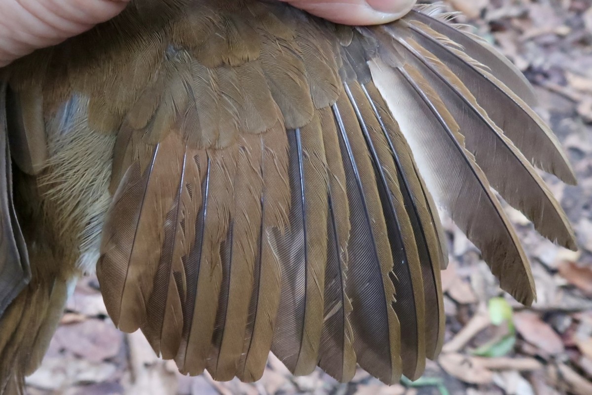 Thrush Babbler (Olive) - ML642474865