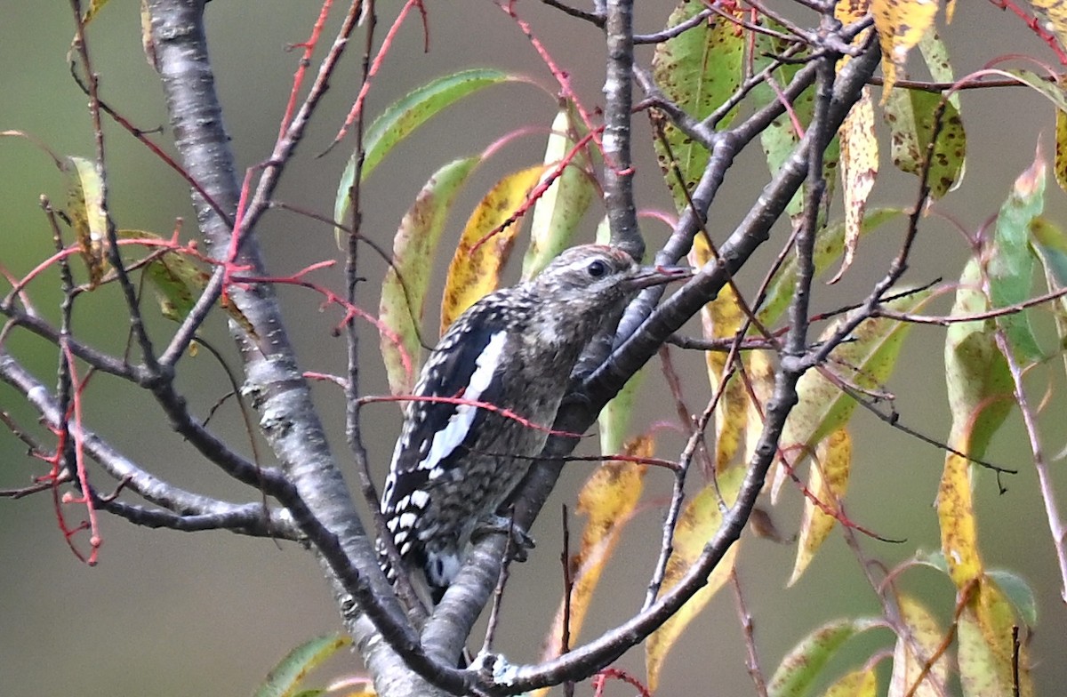 Yellow-bellied Sapsucker - ML642474869