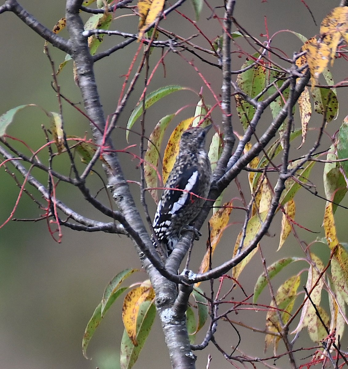 Yellow-bellied Sapsucker - ML642474871