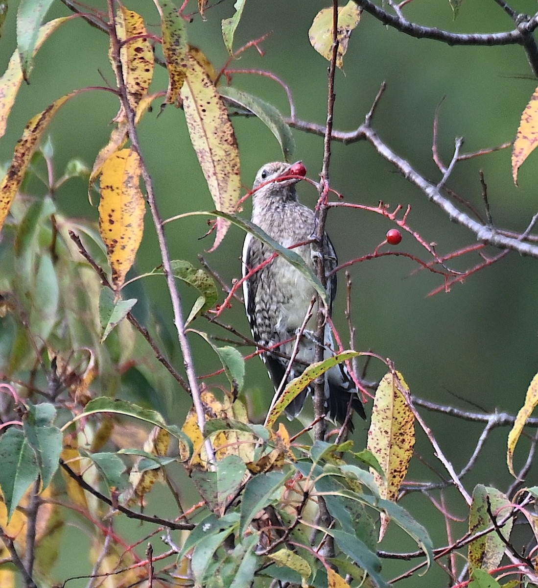 Yellow-bellied Sapsucker - ML642474872