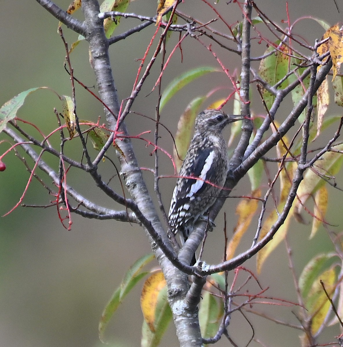 Yellow-bellied Sapsucker - ML642474873