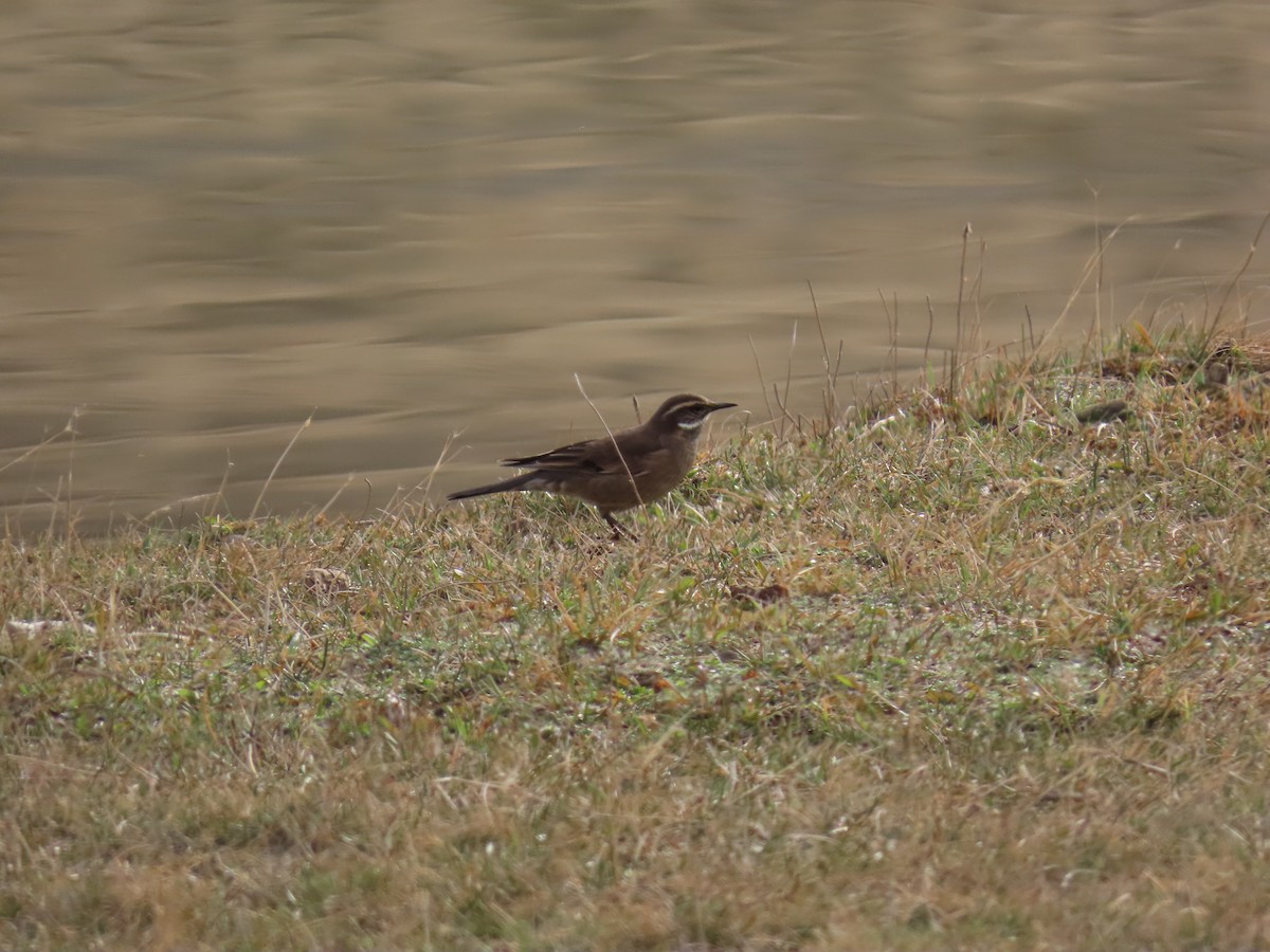 Buff-winged Cinclodes - ML642474877