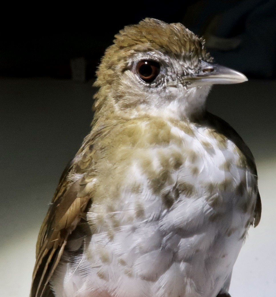 Thrush Babbler (Olive) - ML642474889