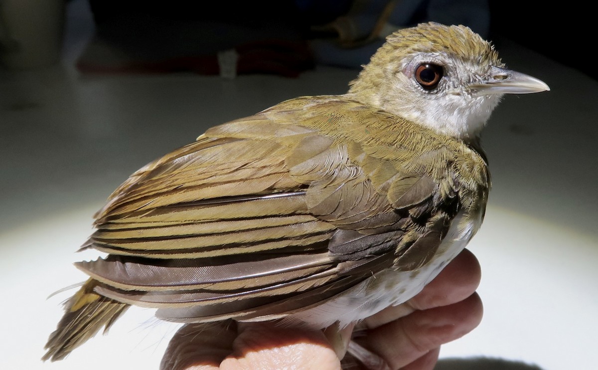 Thrush Babbler (Olive) - ML642474899