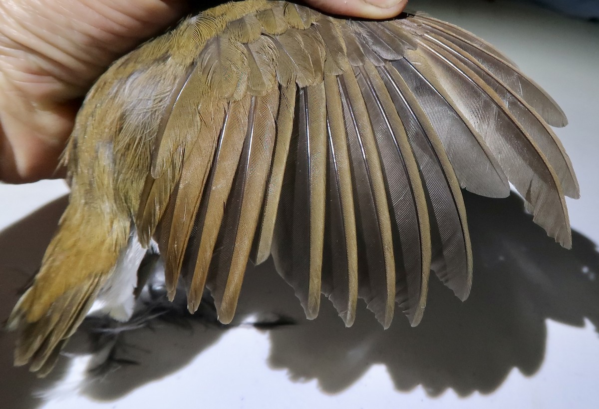 Thrush Babbler (Olive) - ML642474903