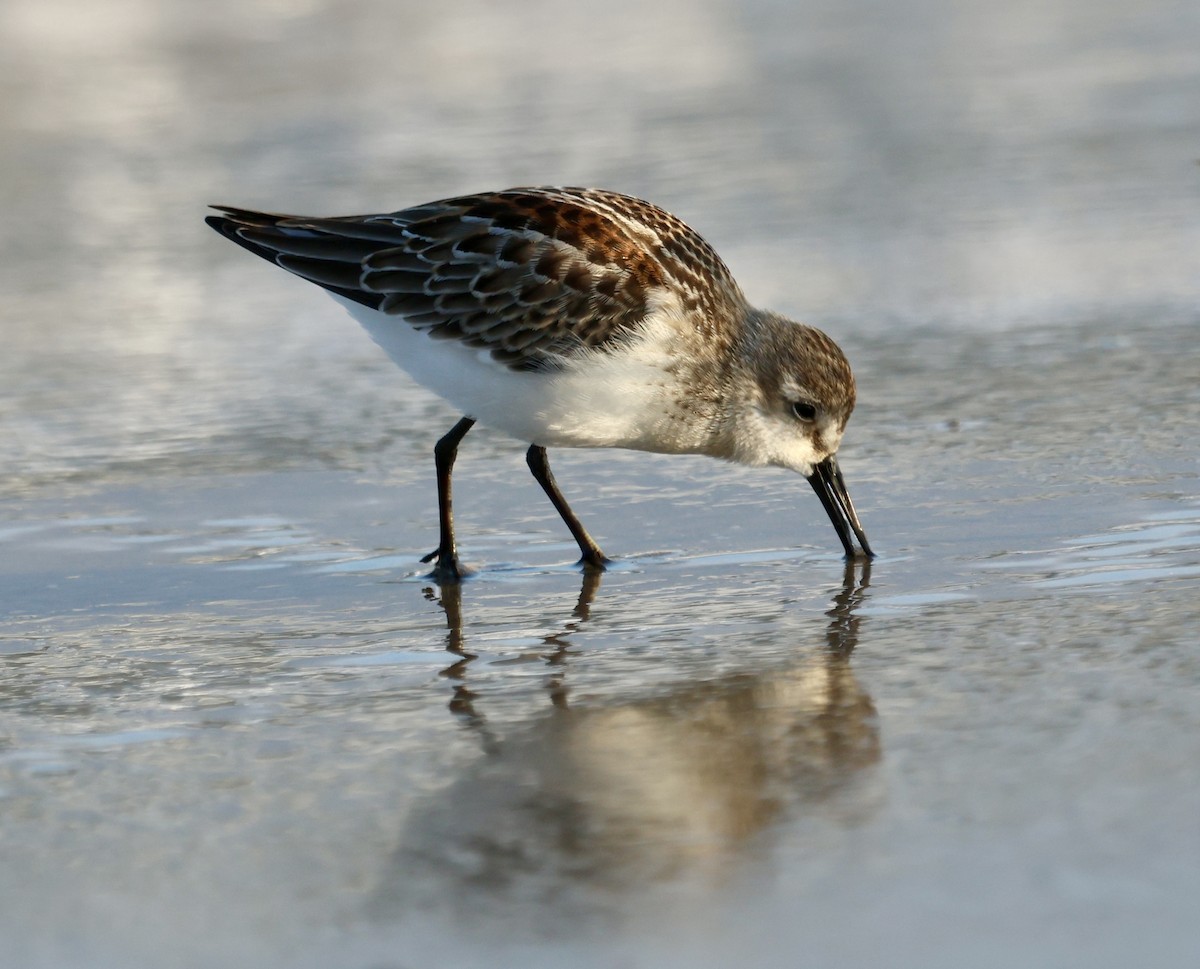 Alaska Kumkuşu - ML642474924