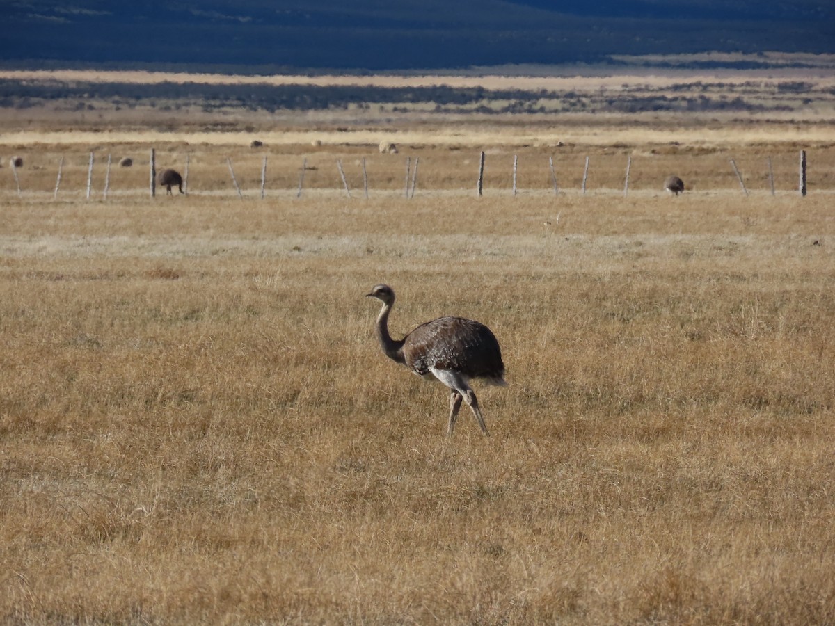Lesser Rhea - ML642474931