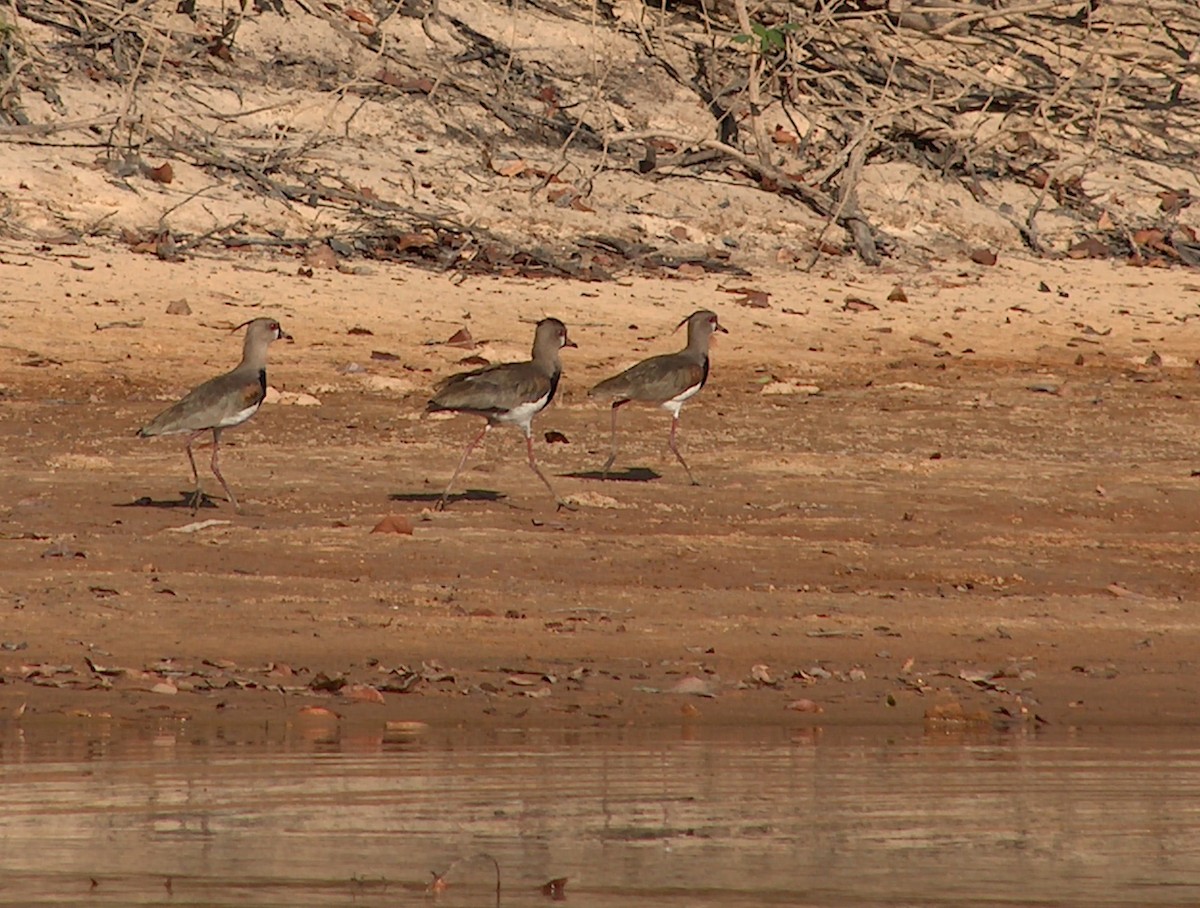 Southern Lapwing - ML642474970