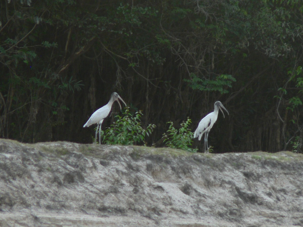 Wood Stork - ML642474978