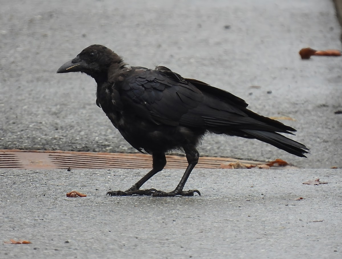 Common Raven - ML642475006