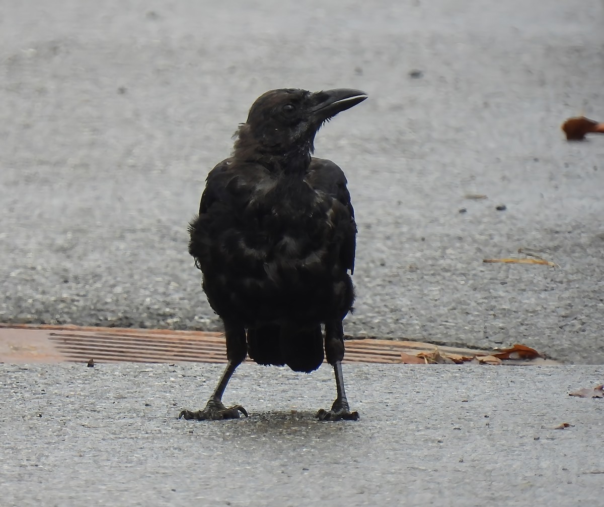 Common Raven - ML642475007
