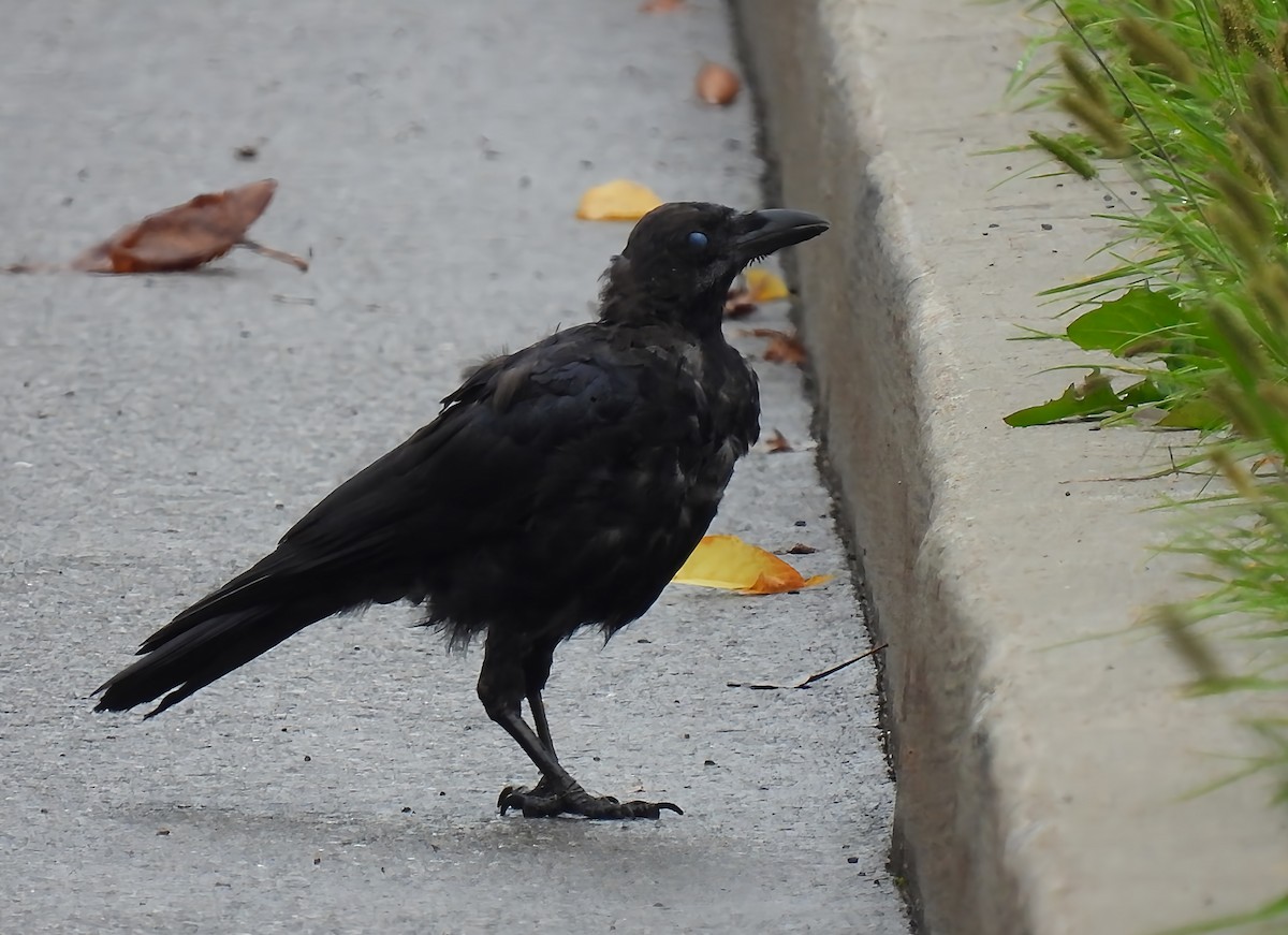 Common Raven - ML642475008