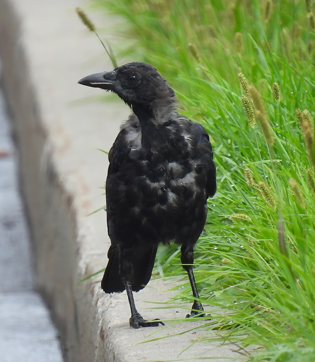 Common Raven - ML642475009