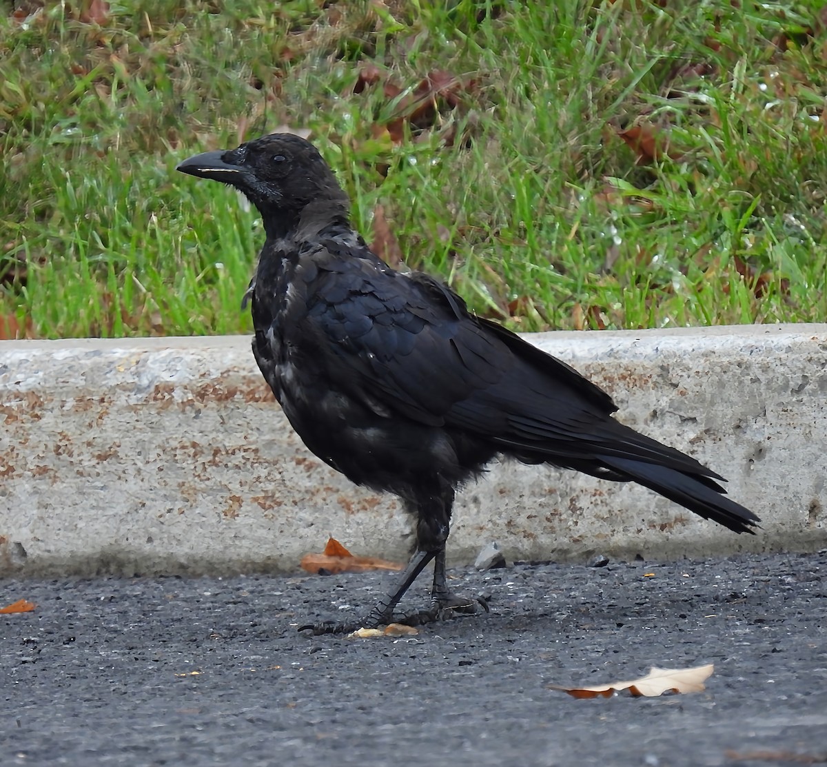 Common Raven - ML642475010