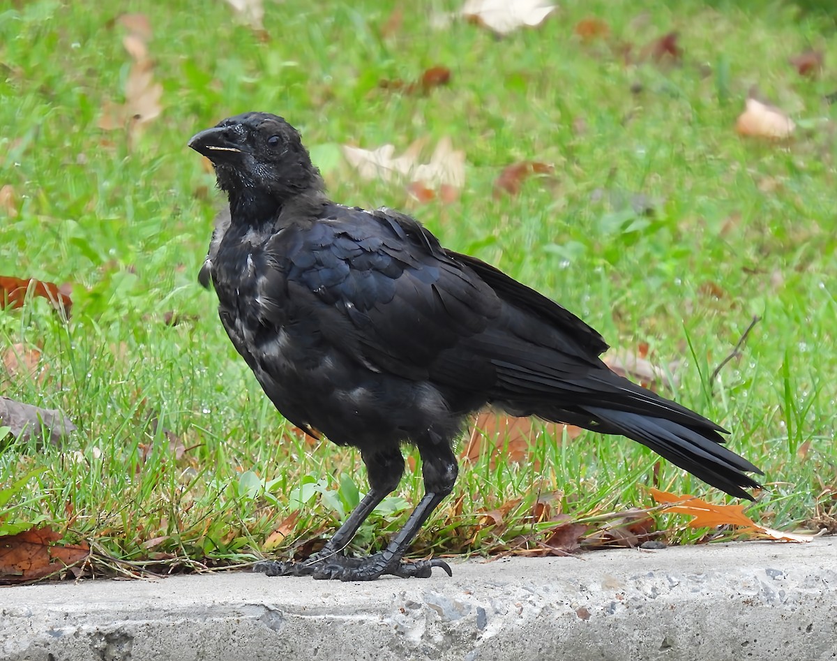 Common Raven - ML642475011