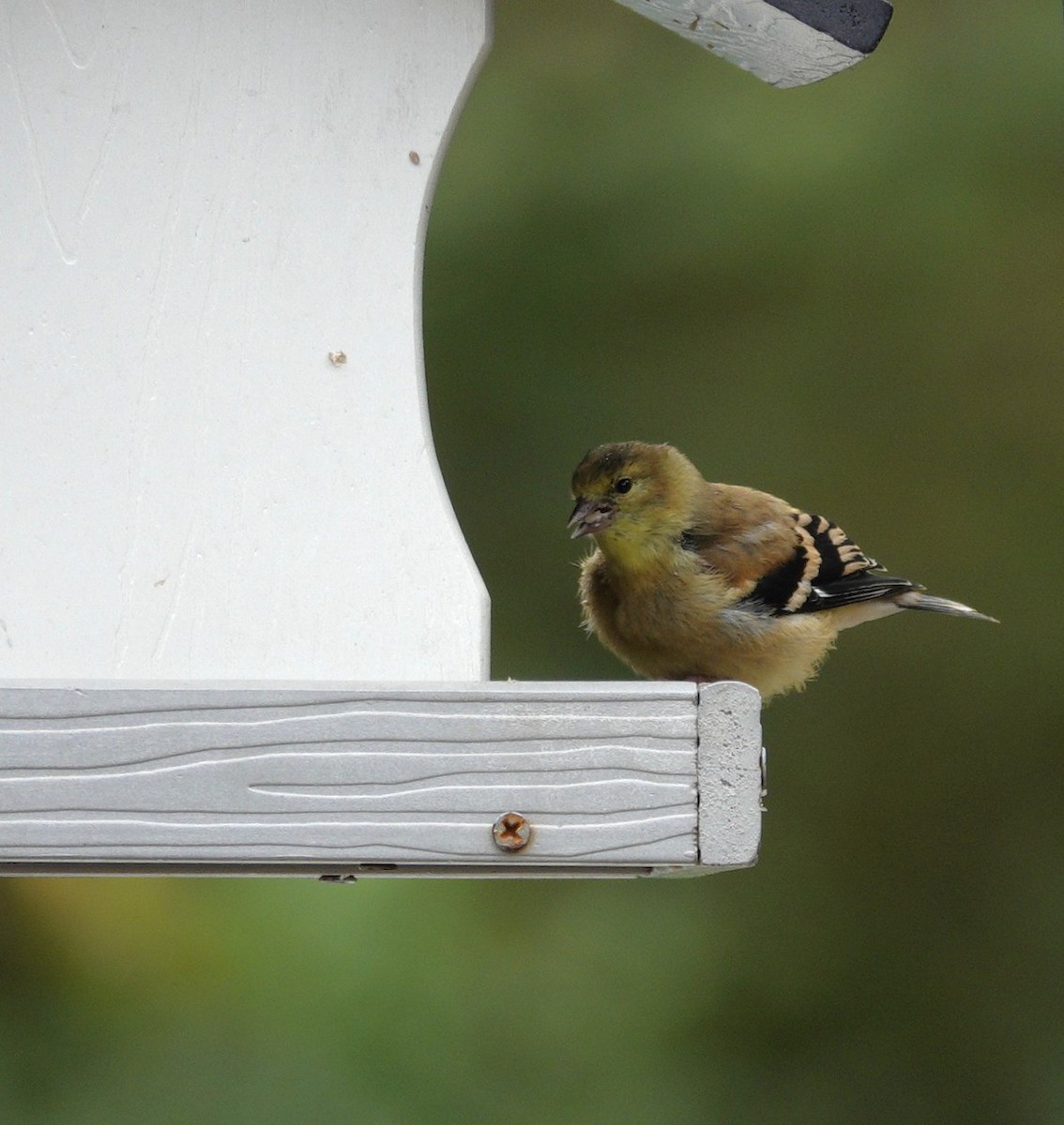 American Goldfinch - ML642475105