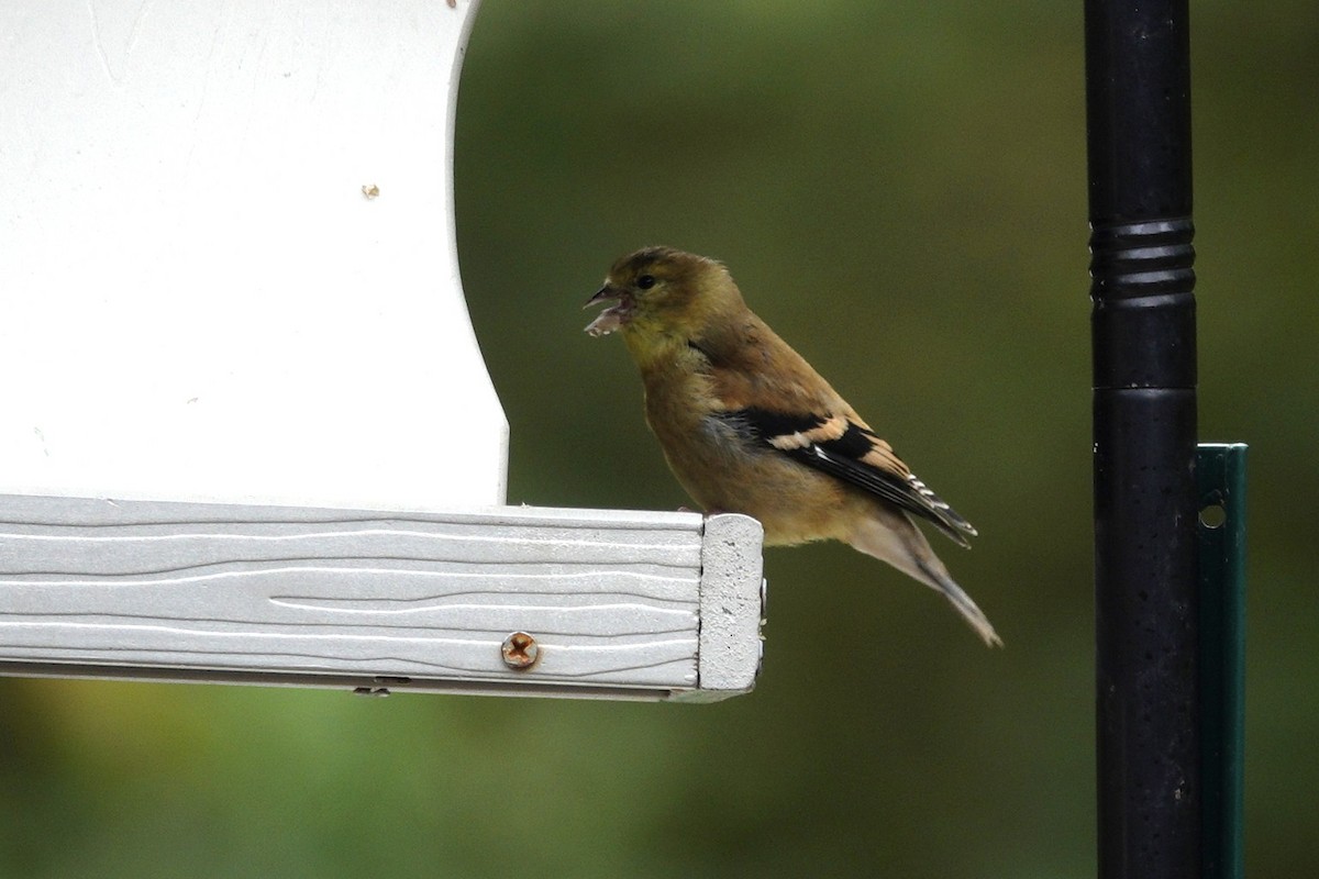 American Goldfinch - ML642475106
