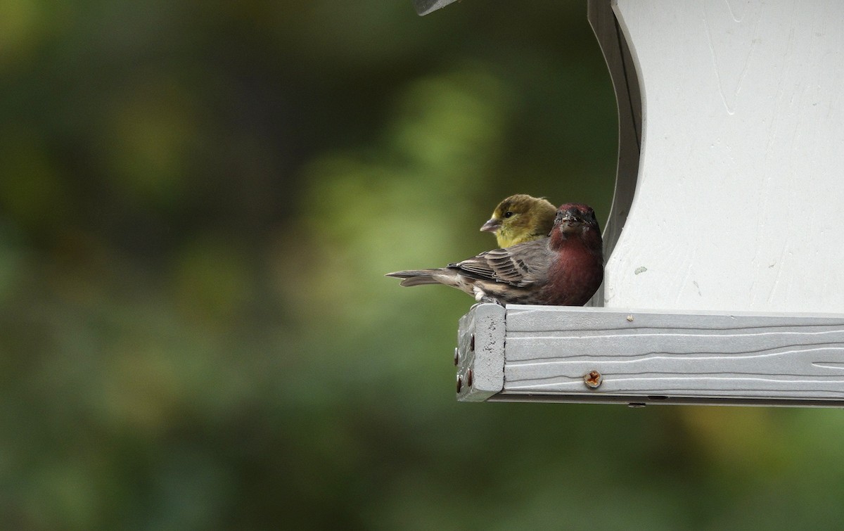 American Goldfinch - ML642475107
