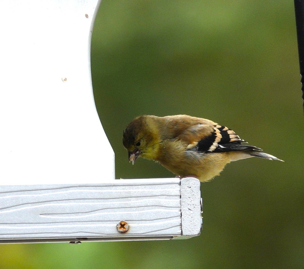 American Goldfinch - ML642475108