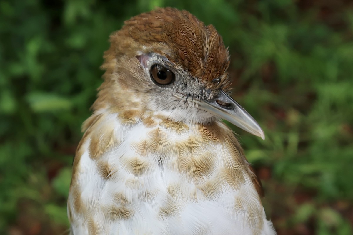 Thrush Babbler (Olive) - ML642475128