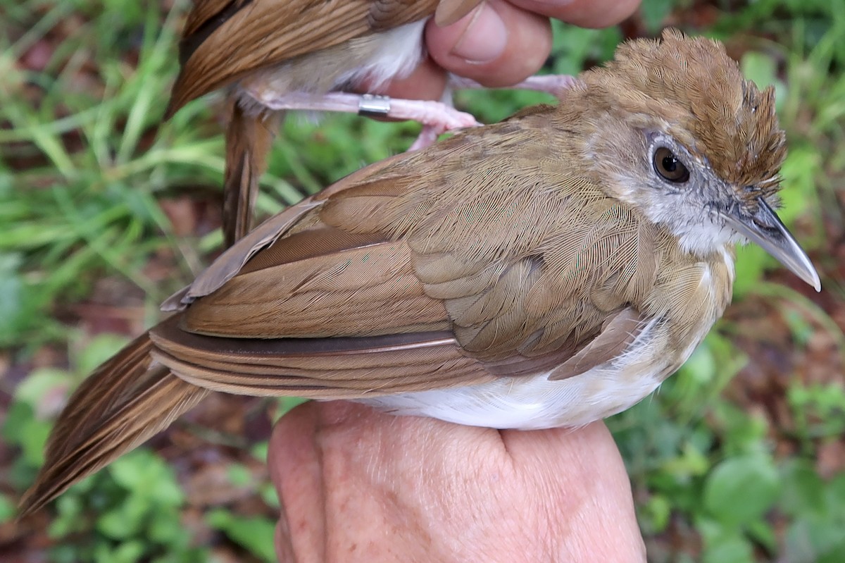 Thrush Babbler (Olive) - ML642475132