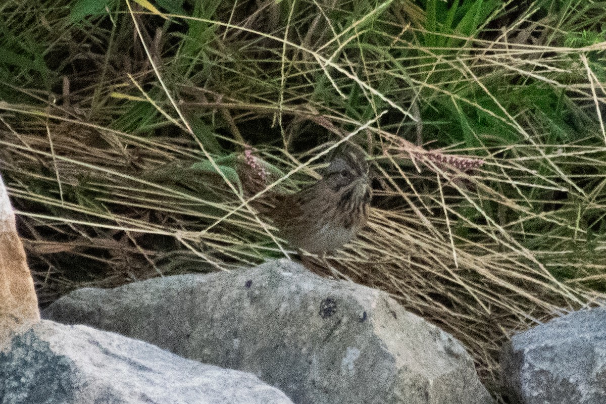 Lincoln's Sparrow - ML642475134