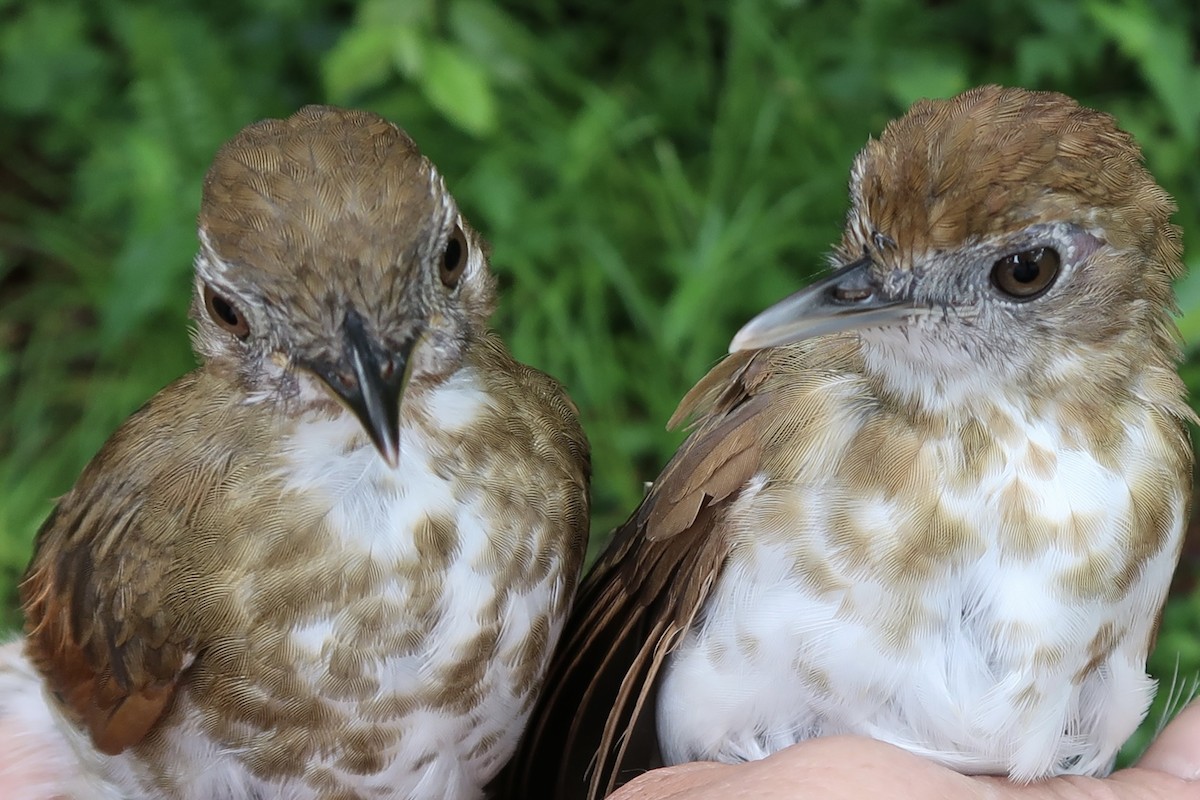 Thrush Babbler (Olive) - ML642475145