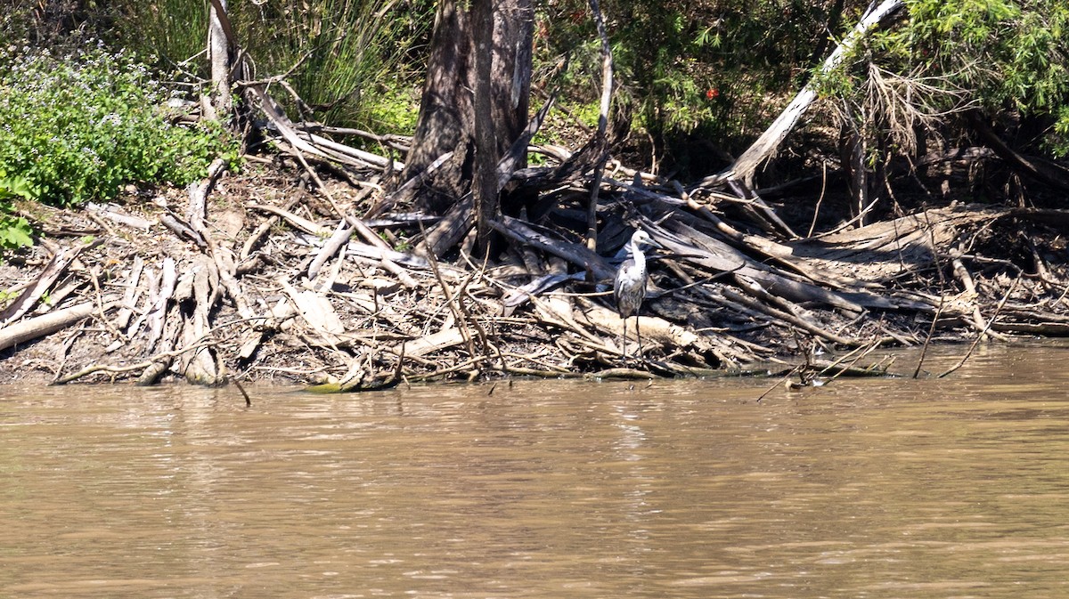Garza Cuelliblanca - ML642475164
