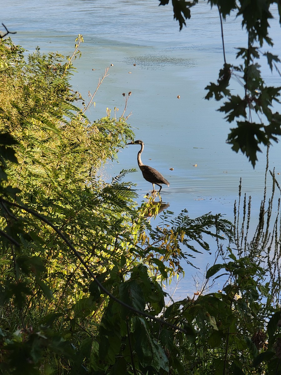 Garza Azulada - ML642475175