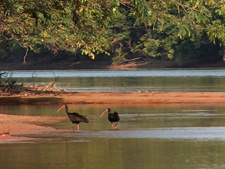 Bare-faced Ibis - ML642475210