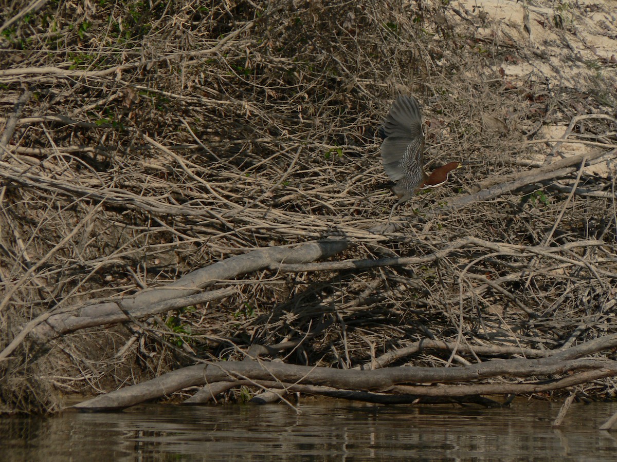 Rufescent Tiger-Heron - ML642475213