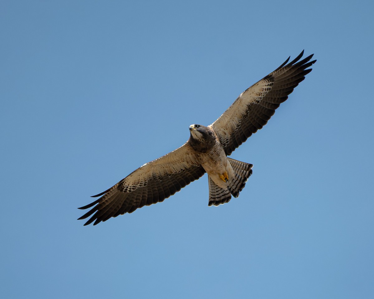 Swainson's Hawk - ML642475230