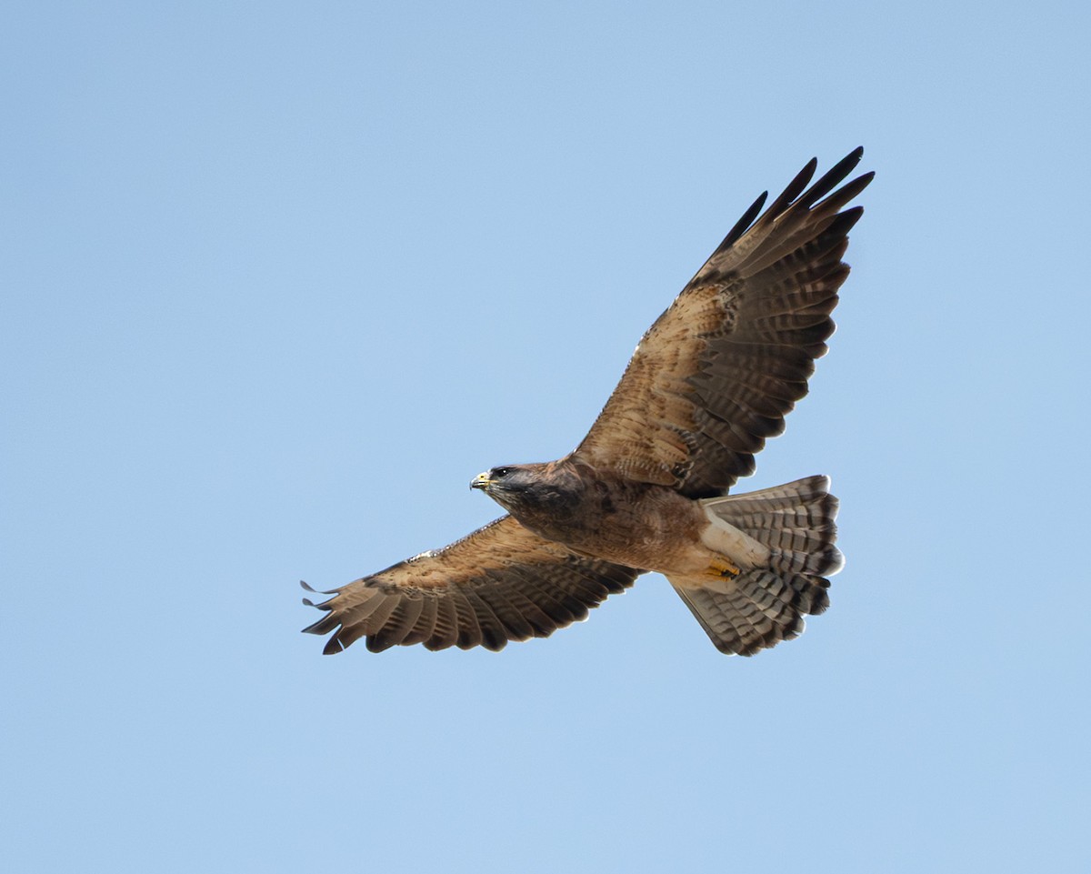 Swainson's Hawk - ML642475231