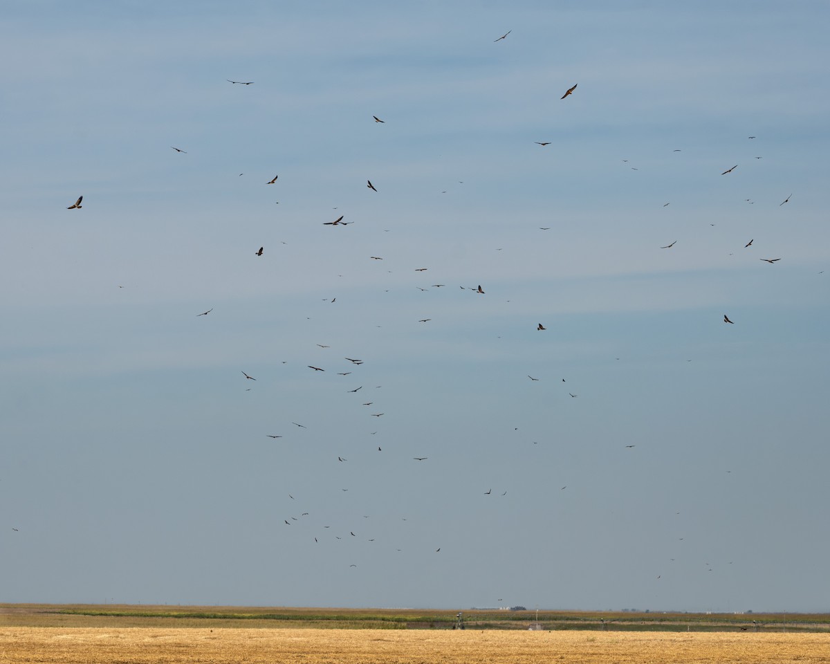 Swainson's Hawk - ML642475232