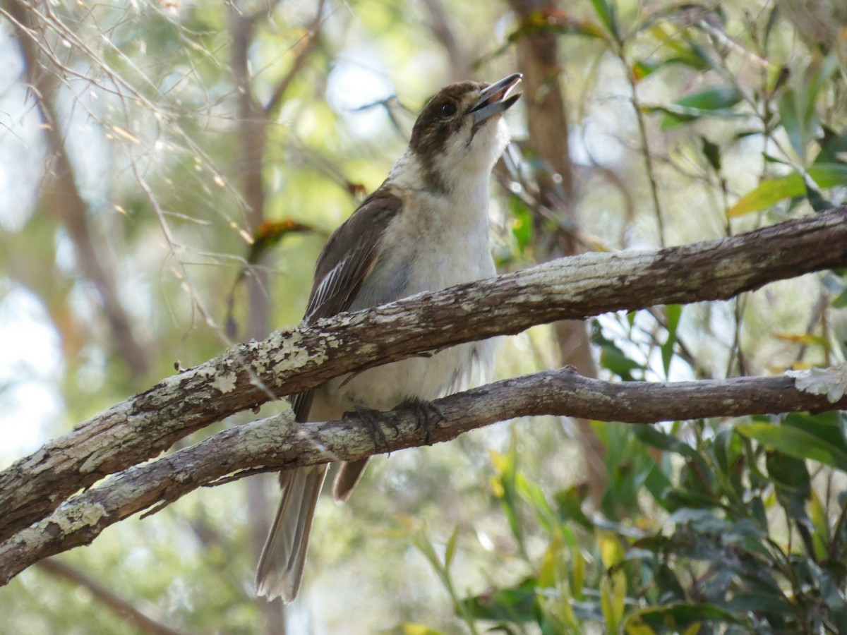 Gray Butcherbird - ML642475235