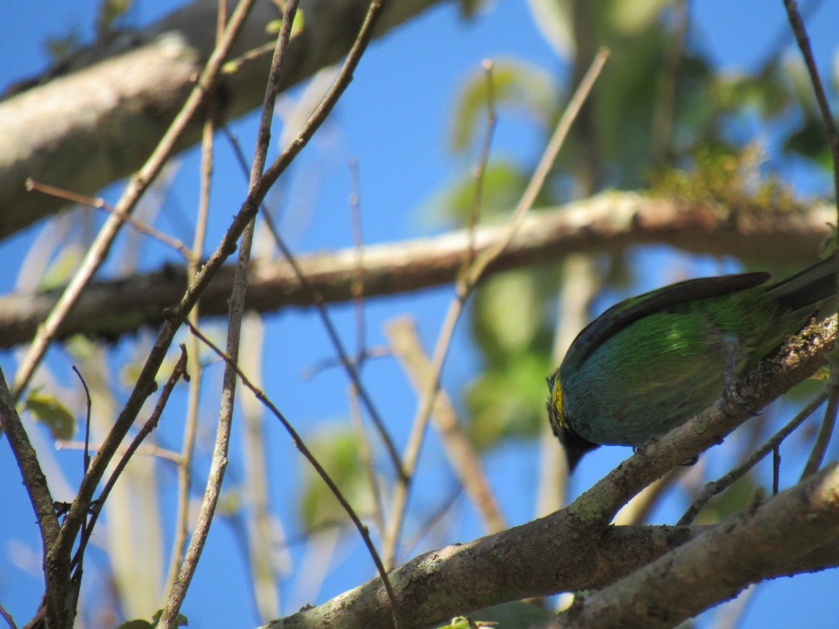 Green-headed Tanager - ML642475246