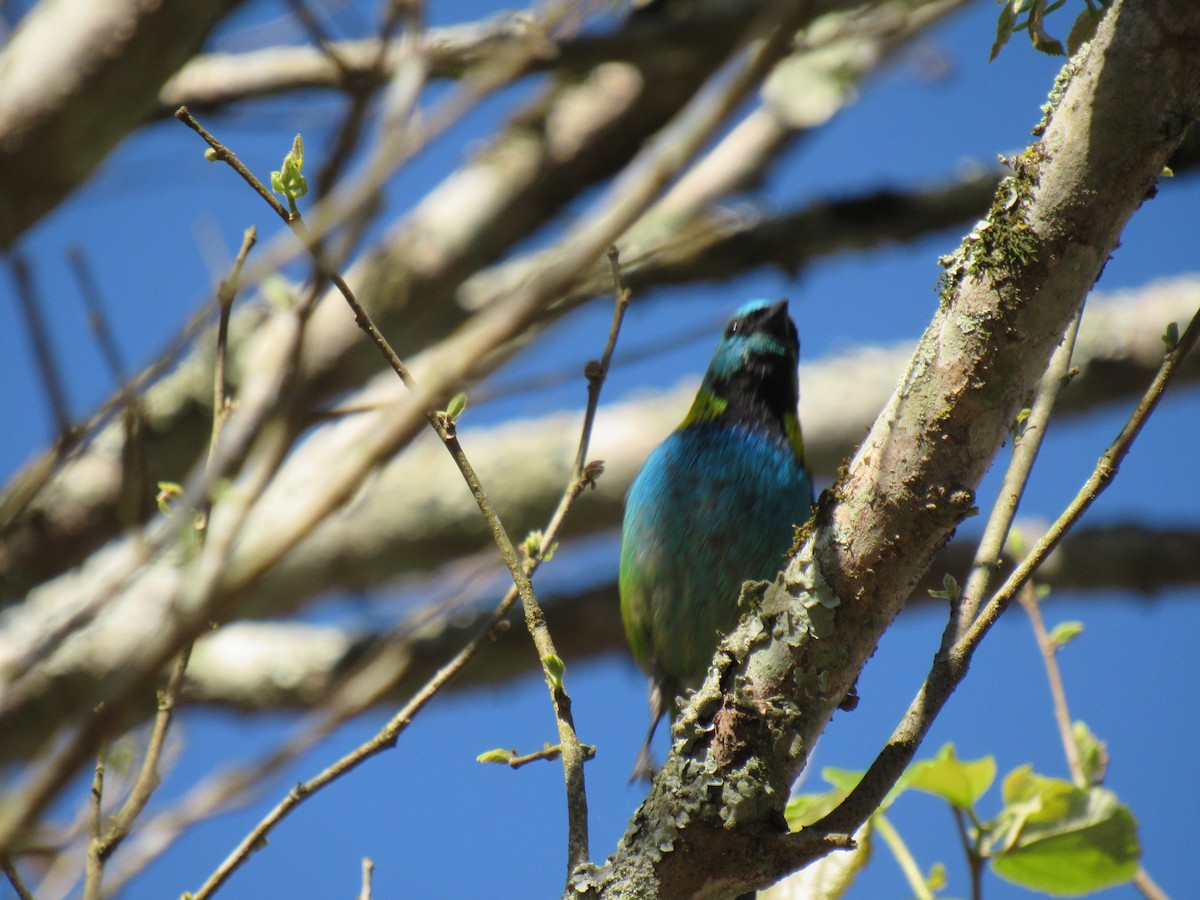 Green-headed Tanager - ML642475247