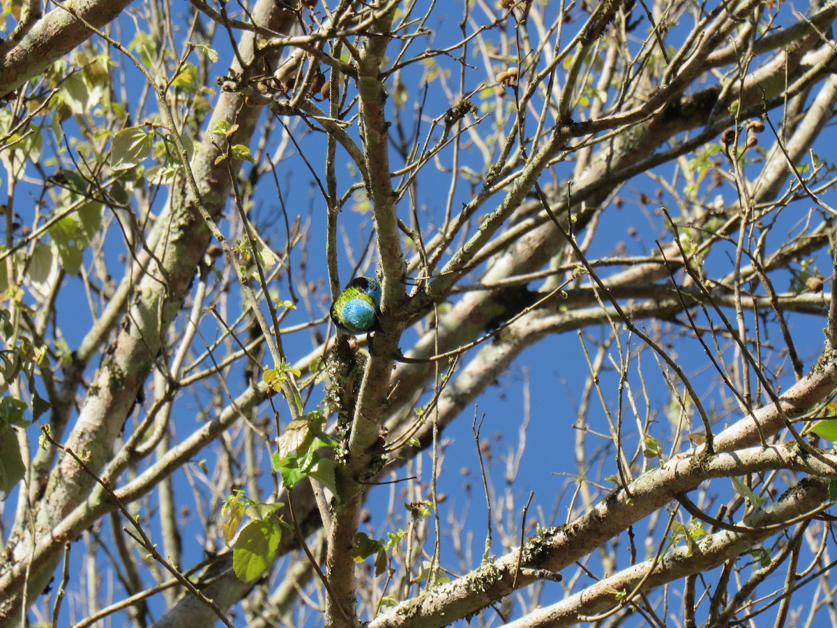 Green-headed Tanager - ML642475248