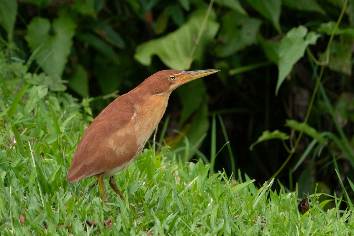 Cinnamon Bittern - ML642475254