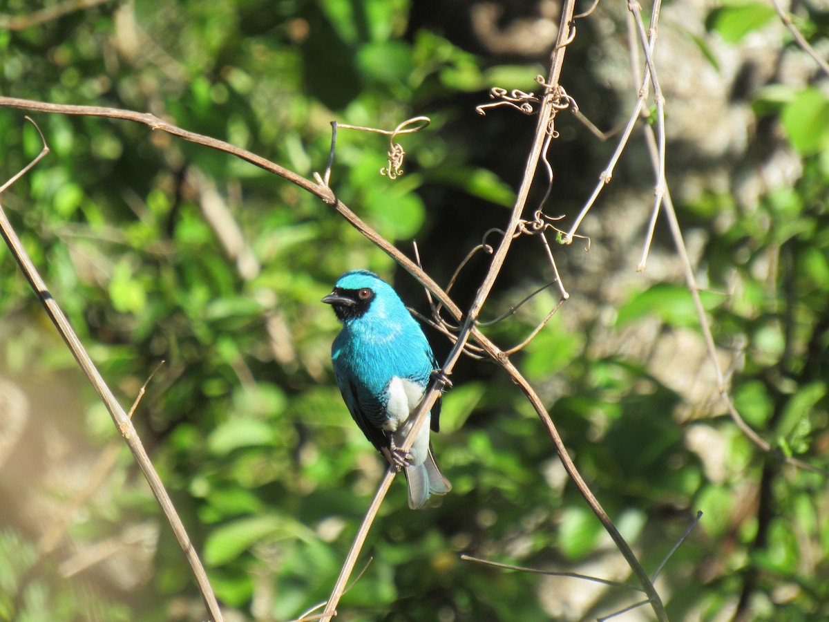 Swallow Tanager - ML642475256