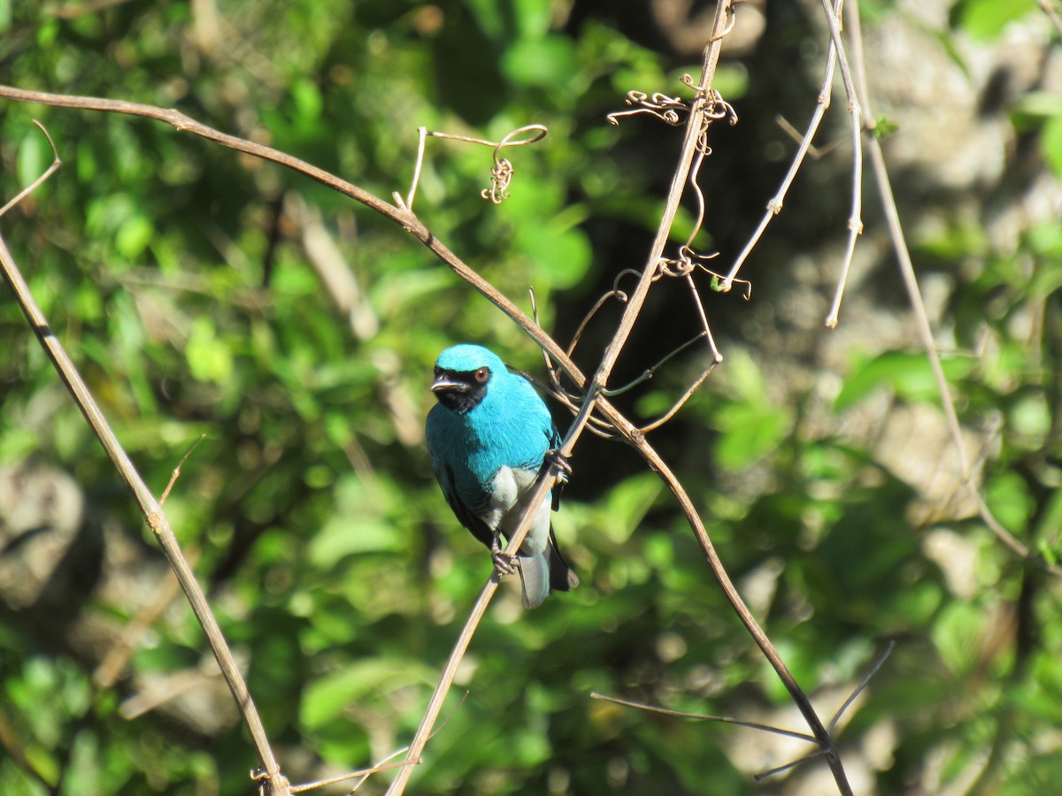 Swallow Tanager - ML642475257