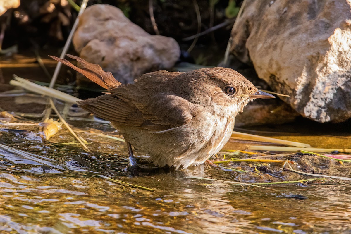 Savi's Warbler - ML642475280